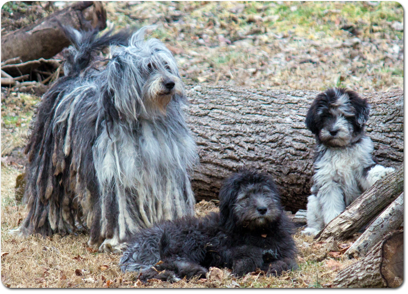 bergamasco sheepdog puppies