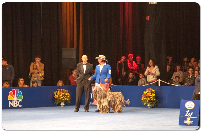Pandia at the National Dog Show